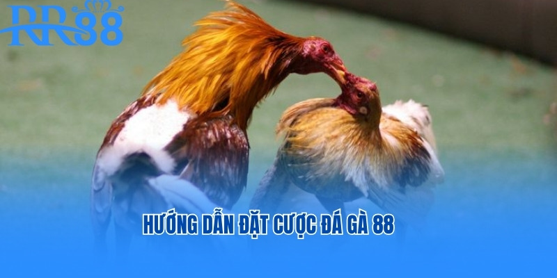 Hướng dẫn đặt cược đá gà 88